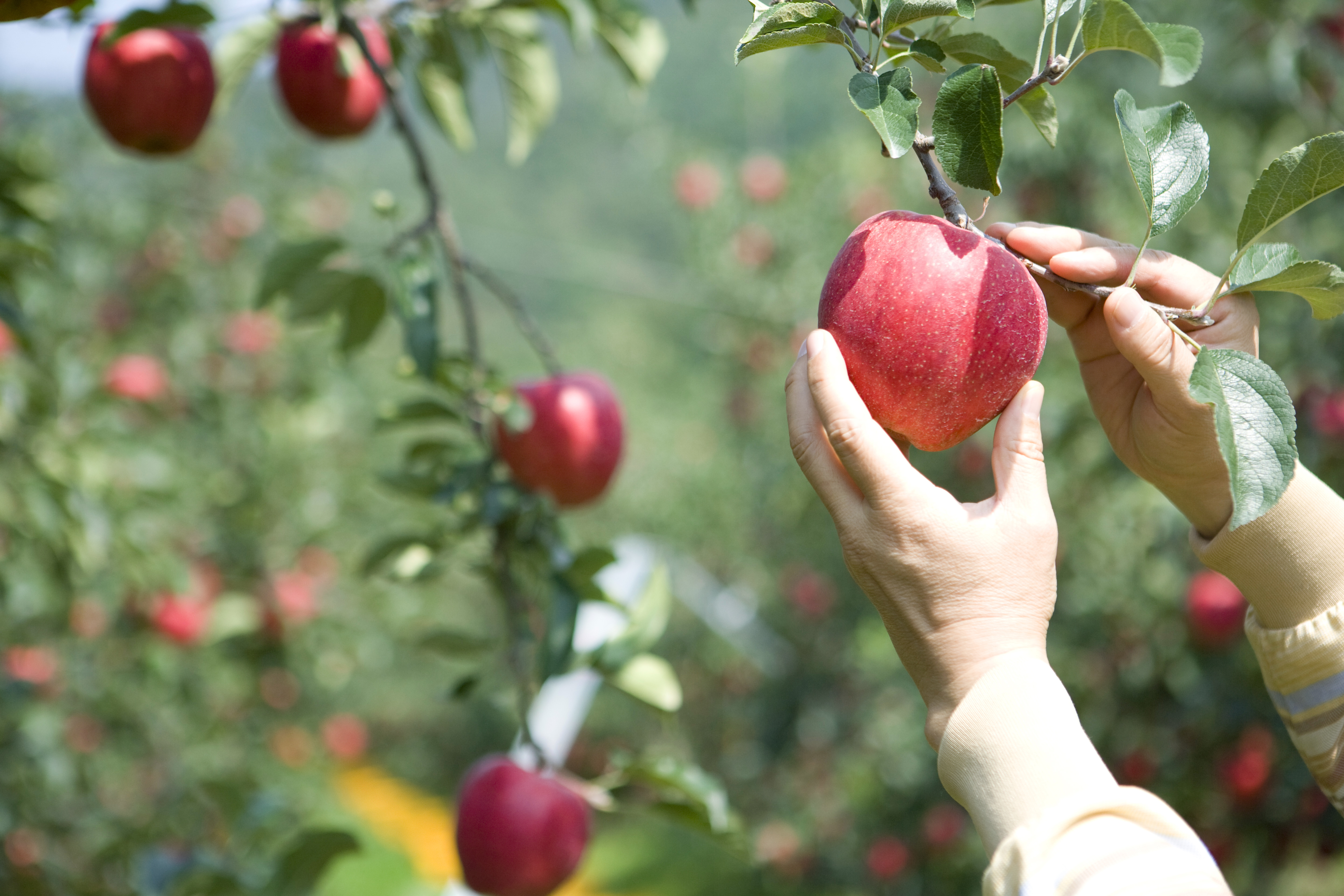 12월 생산자물가지수 증가세... 사과·딸기 등 농산품이 견인