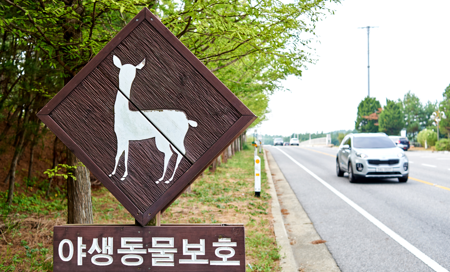 운전자로서 피하기 쉽지 않은 '로드킬'...날이 갈수록 늘어